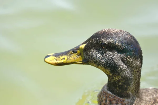 Álnade azulón (Anas platyrhynchos ) — Fotografia de Stock