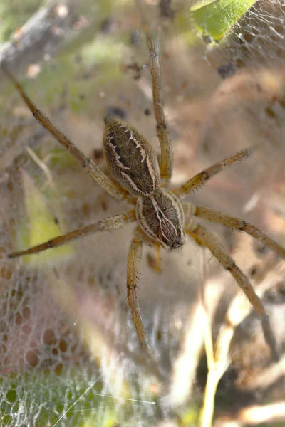 Araña Lobo (lycosidae)) — стокове фото