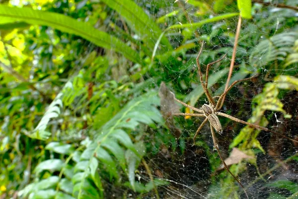 Araña (lycosidae)) — 图库照片