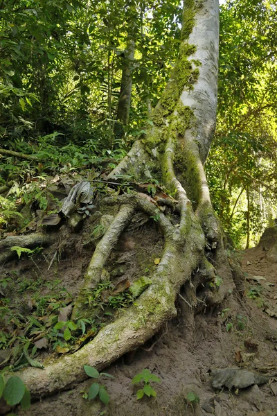 Árbol de selva — стокове фото