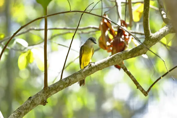 Atrapamoscas (Myiarchus swainsoni) — Foto de Stock