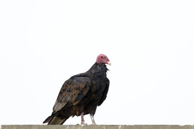 Buitre cabeza roja (Cathartes aura)