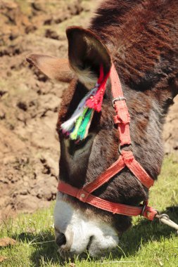  Cabeza de asno - Equus africanus asinus