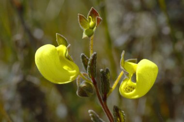 Calceolaria