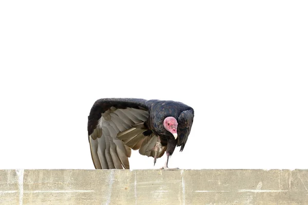 Buitre cabeza roja (Cathartes aura)) — Stockfoto