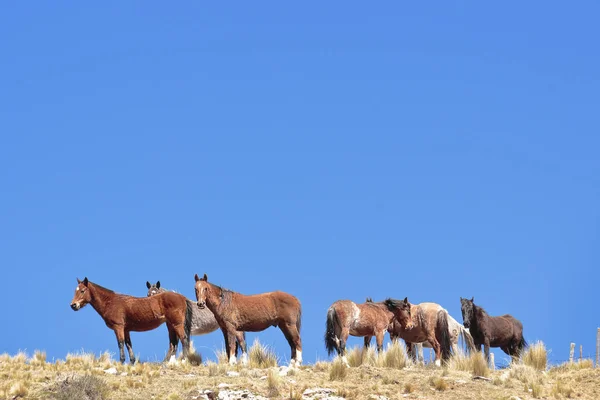 Caballos al amanecer - Equus ferus caballus