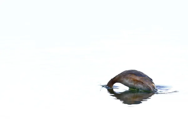 Zambullidor plateado (Podiceps occipitalis) — Fotografia de Stock