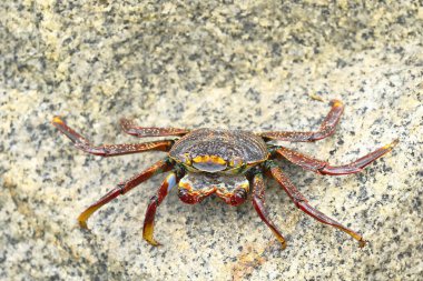 Cangrejo de las rocas (Grapsus grapsus)