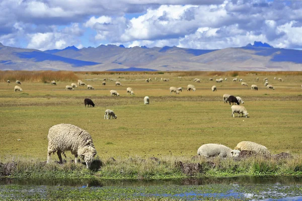 Campo con ovejas — Stockfoto