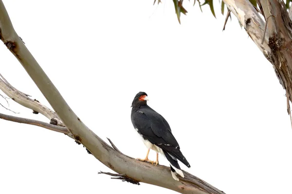 Caracara andino (Phalcoboenus megalopterus)) — Zdjęcie stockowe