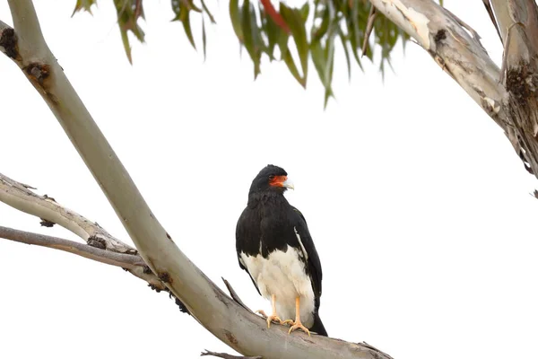 Caracara andino (Phalcoboenus megalopterus)) — Zdjęcie stockowe