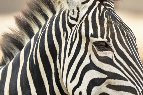 Plains Zebra (Equus quagga), taken in captivity; head detail