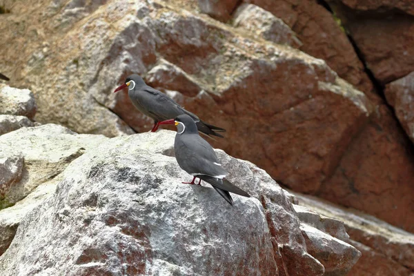 Charrán inca (Larosterna inca) —  Fotos de Stock