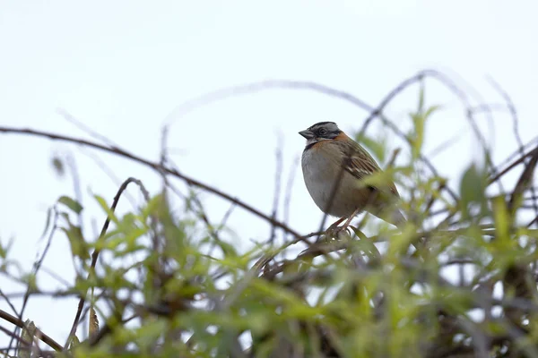 银杏(Zonotrichia capensis)) — 图库照片