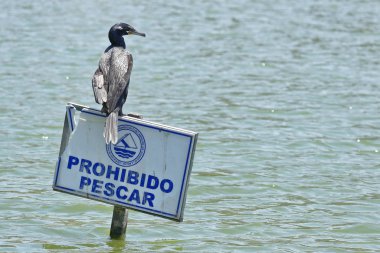 Cormorán neotropical (Nannopterum brasilianus)