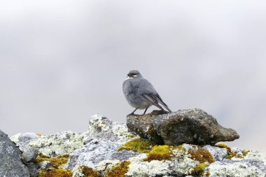 Diuca de ne yazık ki blancas (Diuca speculifera)