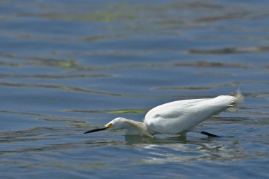 Garceta nívea (Egretta thula)