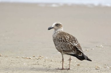 Gaviota cocinera (Larus dominicanus)