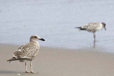 Gaviota cocinera (Larus dominicanus)