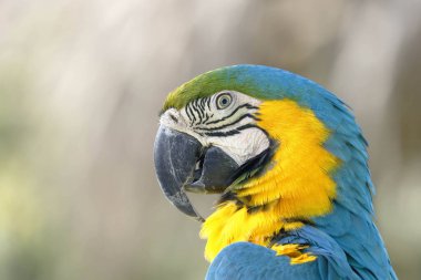 Guacamayo azulamarillo (Ara ararauna)