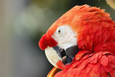 Guacamayo rojo (Ara macao)
