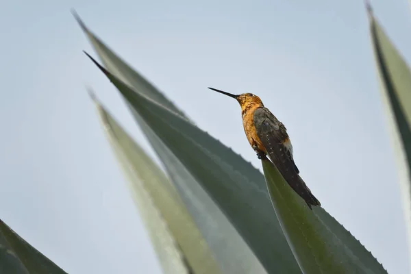 Le Colibri gigante (Patagona gigas peruviana) — Photo