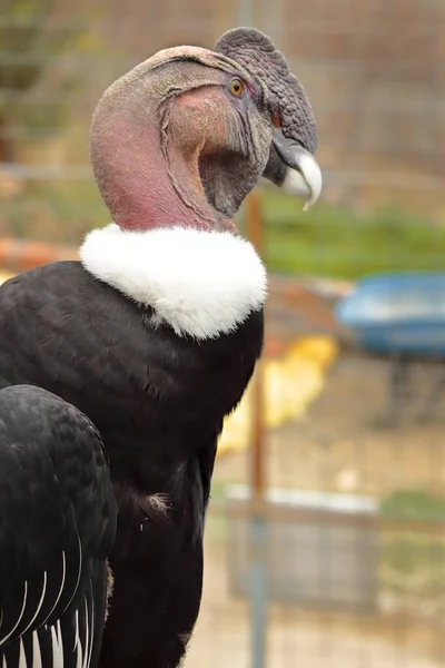 Akbaba Andino - Vultur gryphus — Stok fotoğraf