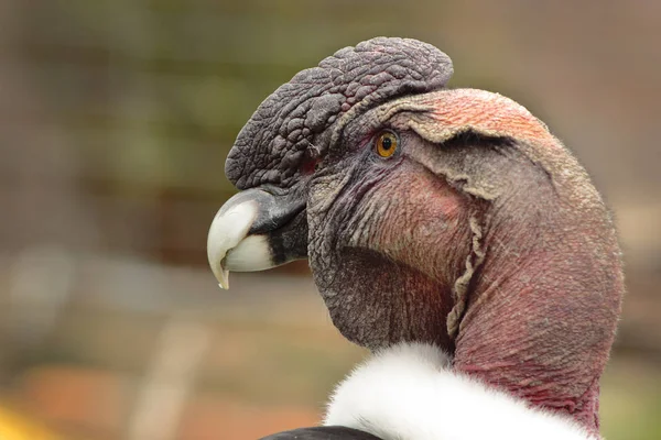 Condor Andino - Vultur gryphus — Stockfoto