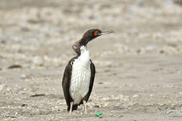 Cormorán guanay (Leucocarbo bougainvillii)) — 图库照片