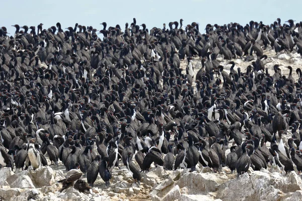 Cormorán guanay (Leucocarbo bougainvillii) — Foto de Stock