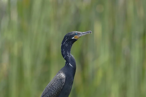 Cormorán neotropical (Nannopterum brasilianus)) — Zdjęcie stockowe