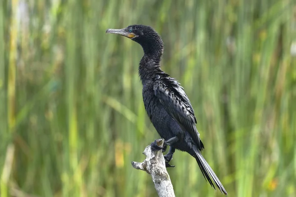 Kormoran neotropisch (nannopterum brasilianus)) — Stockfoto