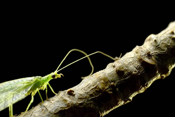 Crisopa Verde (chrysopidae)) — 스톡 사진