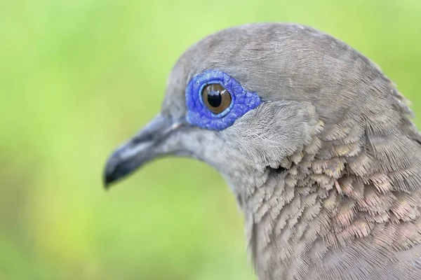 Cuculi (Zenaida meloda ) —  Fotos de Stock