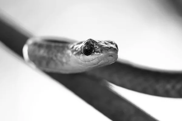 Culebra verde oliva (Chironius bicarinatus) — Stok fotoğraf