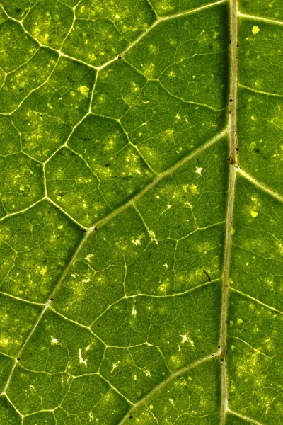 Detalle de hoja de papaya — Stockfoto