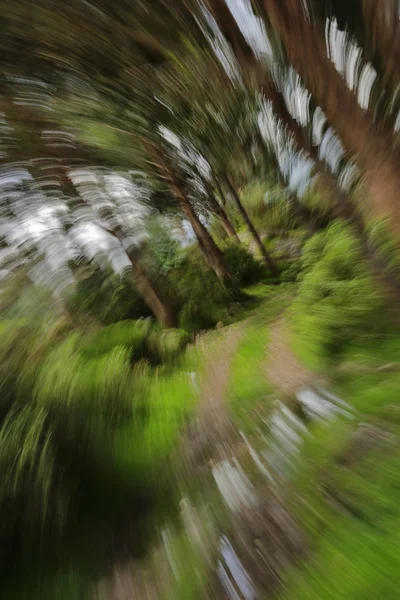 Bozulma Arborea — Stok fotoğraf