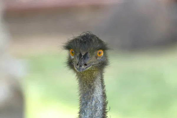 Emú común (Dromaius novaehollandiae)) — Stockfoto