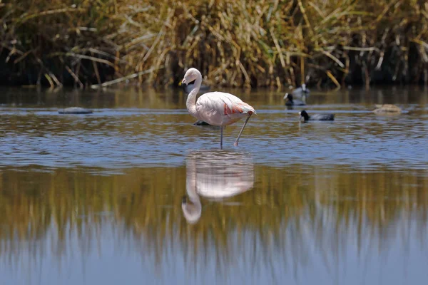 Flamenco chileno (Phoenicopterus chilensis)) — Fotografia de Stock