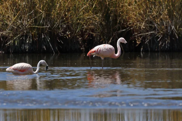 Flamenco chileno (Phoenicopterus chilensis)) — Fotografia de Stock