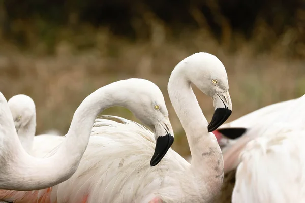 Flamenco chileno (Phoenicopterus chilensis)) — Fotografia de Stock