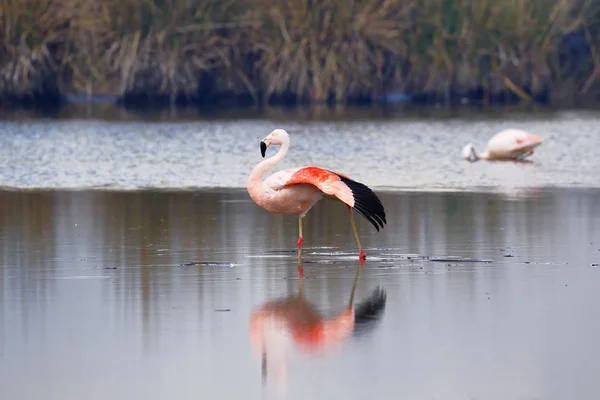 Flamencos chilenos (Phoenicopterus chilensis) sobre laguna — Fotografia de Stock