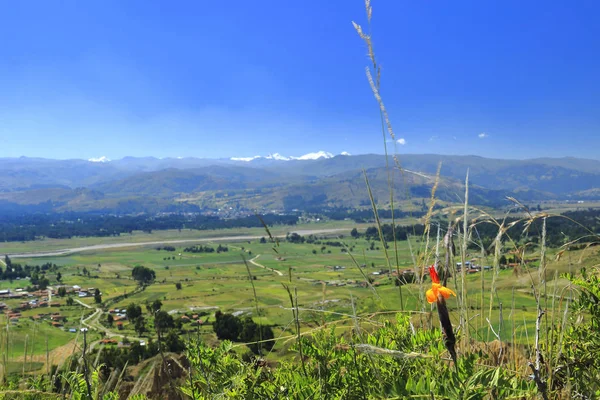 Flor andina — Foto de Stock