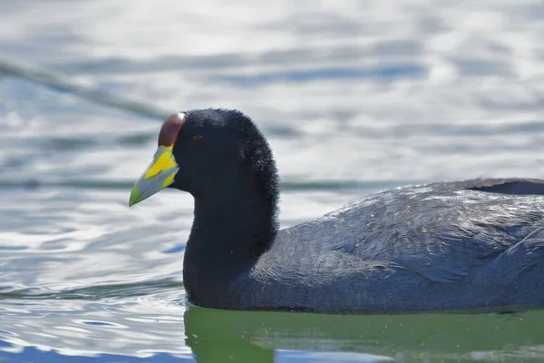 Gallareta andina - Fulica ardesiaca — Stockfoto