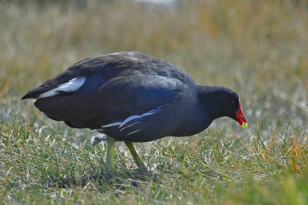 Gallineta de agua - Gallinula galeata — Zdjęcie stockowe