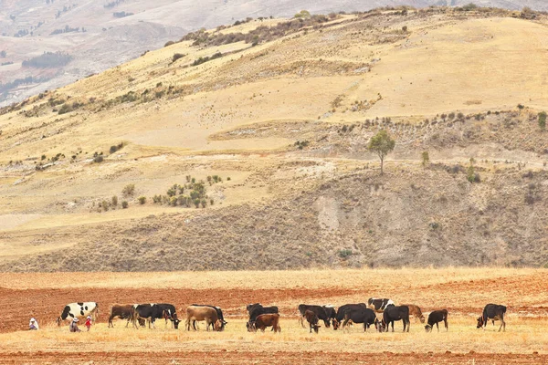 Mujeres pastando ganado — Stockfoto