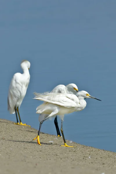 Garceta nivea (egretta thula) ) — Photo