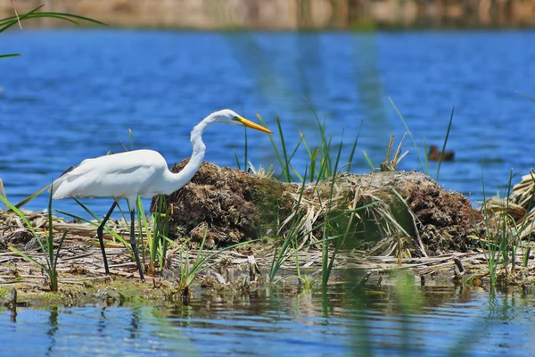 Garceta grande − Ardea alba — Photo