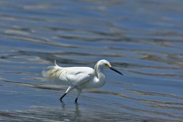 Garceta nívea (Egretta thula)) — Fotografia de Stock