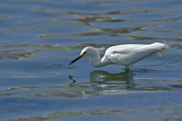 Egretta thula (Egretta thula) ) — Photo